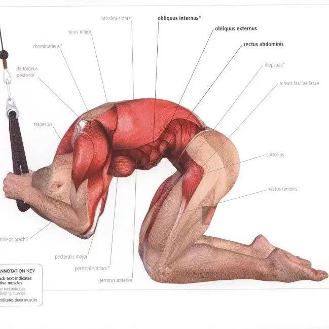 Corda de tríceps para baixar, puxador facial, pegas de pressão, corda de puxar para baixo para bíceps, costas, ombros, tríceps